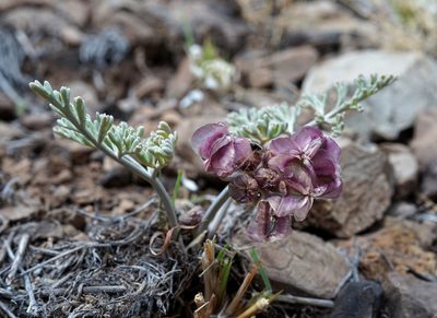 Vesper multinervatus, photographed by Andrew Tree