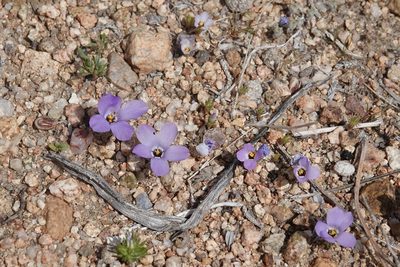 Linanthus parryae, photographed by Kimball Garrett