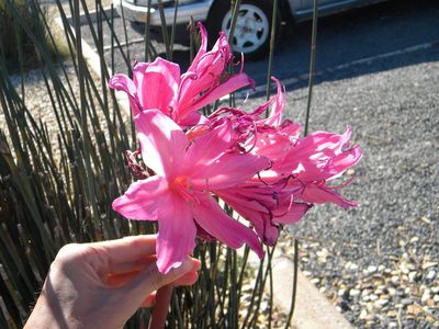 Amaryllis belladonna, photographed by Tim Kirsten