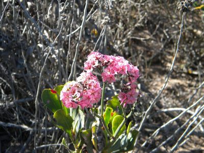 Limonium peregrinum, photographed by Tim Kirsten
