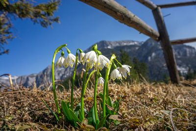 Leucojum vernum, photographed by Philipp Pavelka
