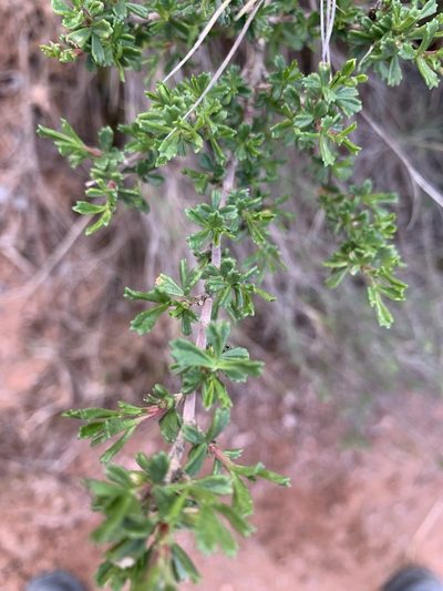 Ononis tridentata, photographed by Naturalista