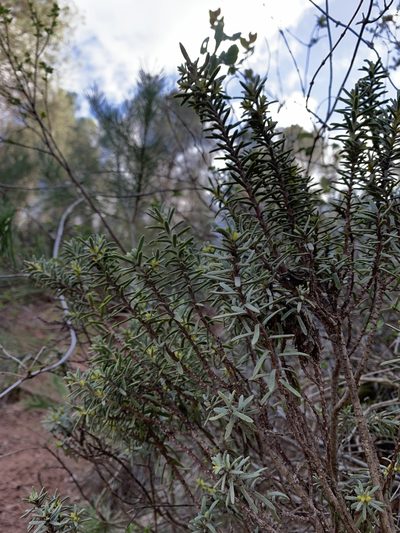 Thymelaea tinctoria, photographed by Naturalista
