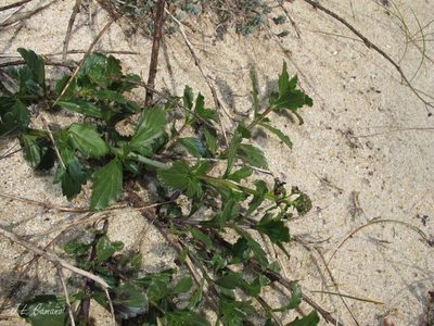 Scrophularia frutescens, photographed by José Luis Camaño