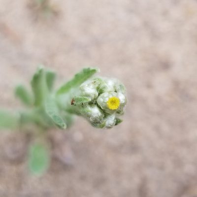 Pseudognaphalium stramineum, photographed by James C. Davis
