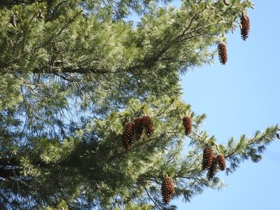Pinus lambertiana, photographed by Mary K. Hanson