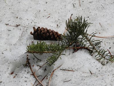 Abies concolor, photographed by Mary K. Hanson