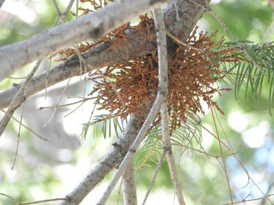 Arceuthobium campylopodum, photographed by Mary K. Hanson