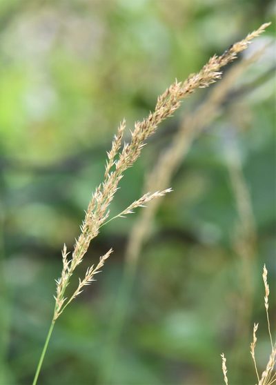 Calamagrostis stricta, photographed by Eric Lamb