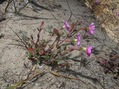 Silene littorea, photographed by José Luis Camaño