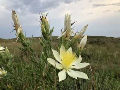 Mentzelia decapetala, photographed by kara_white
