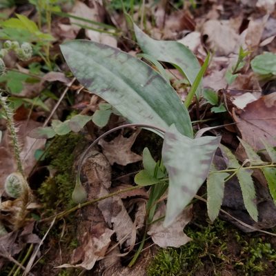 Erythronium umbilicatum, photographed by Daniel McClosky