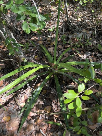 Agave decipiens, photographed by Carrie Seltzer