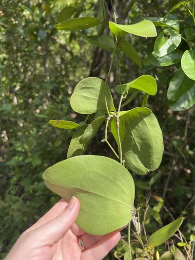 Smilax havanensis, photographed by Carrie Seltzer