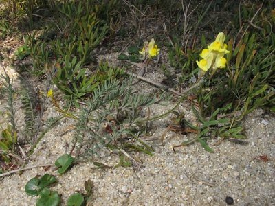 Linaria polygalifolia, photographed by José Luis Camaño