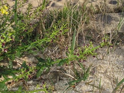 Scrophularia frutescens, photographed by José Luis Camaño