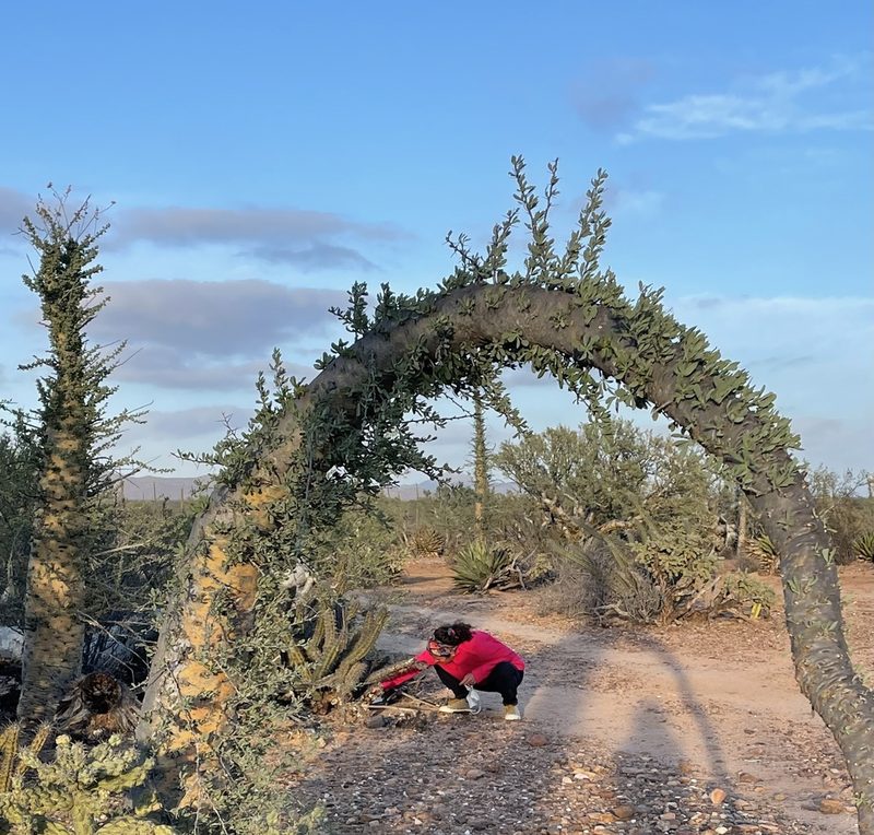 Fouquieria columnaris, photographed by Irene