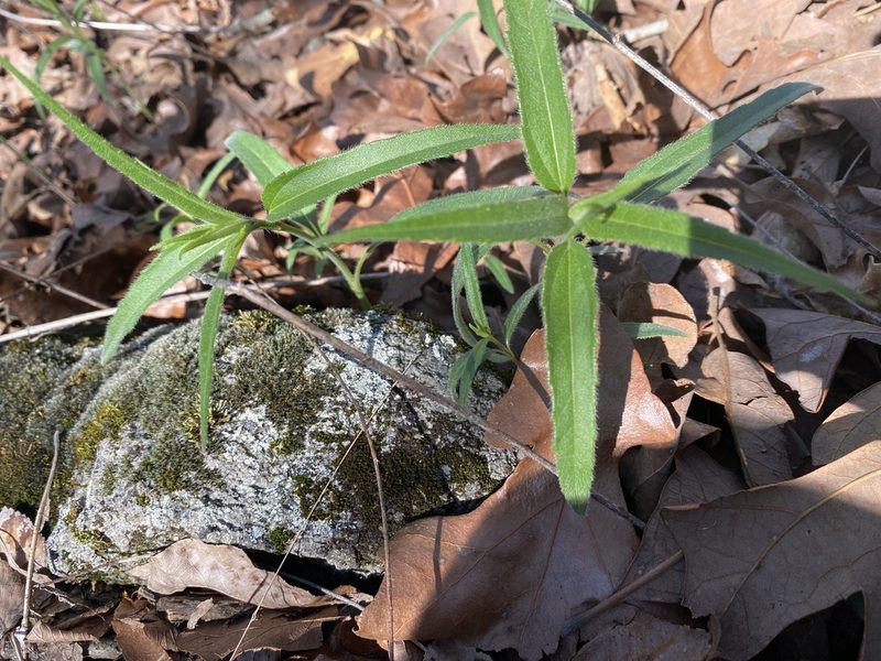 Helianthus hirsutus, photographed by Alan Weakley