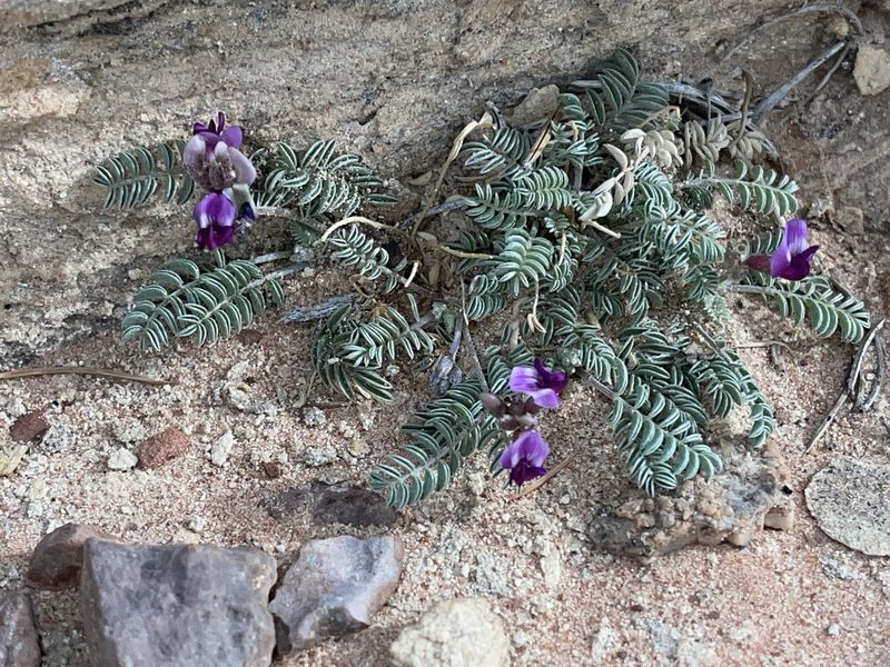 Astragalus desperatus, photographed by Robbie Hannawacker