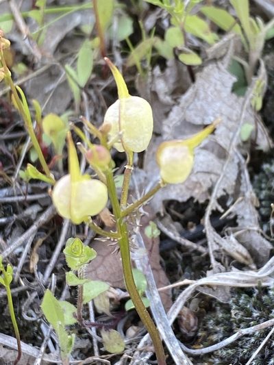 Selenia aurea, photographed by Alan Weakley