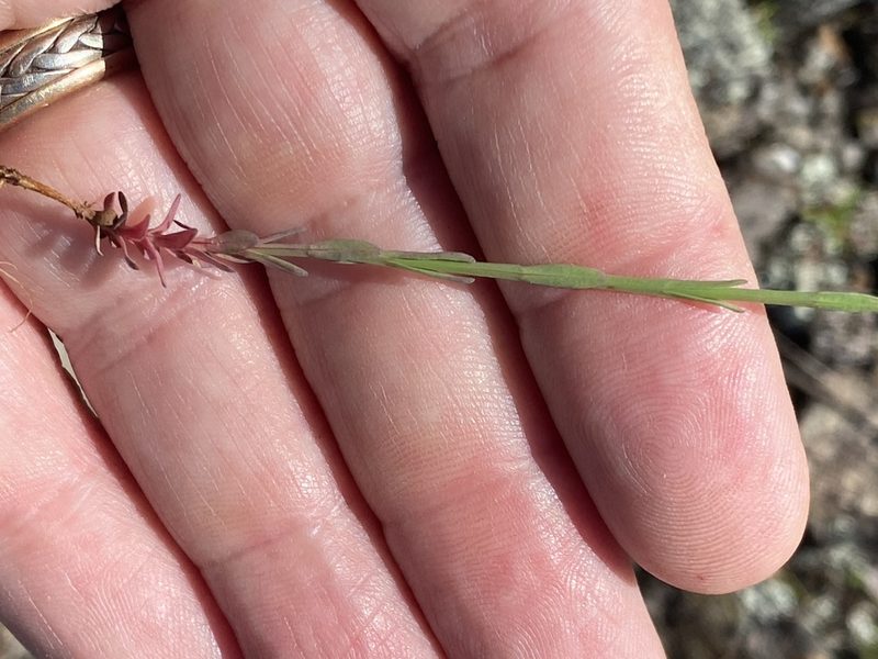 Hypericum gentianoides, photographed by Alan Weakley