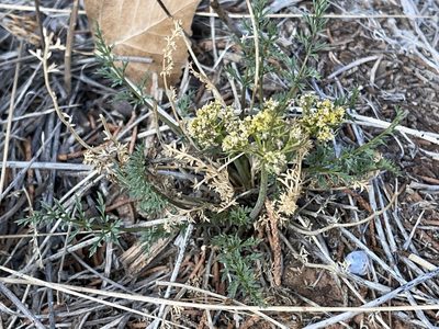Lomatium parryi, photographed by Robbie Hannawacker