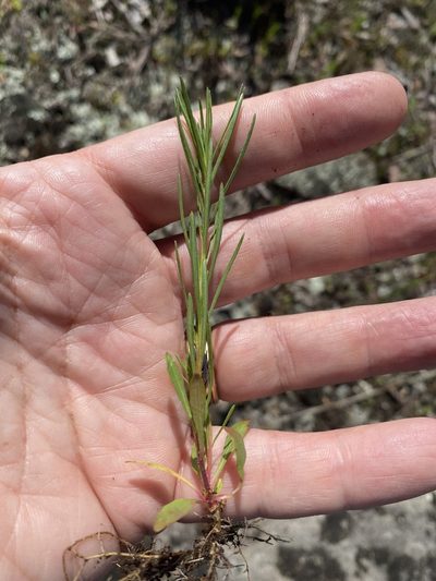 Oenothera linifolia, photographed by Alan Weakley