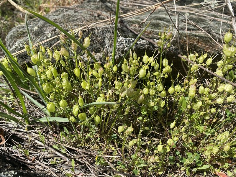 Selenia aurea, photographed by Alan Weakley