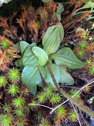 Micranthes texana, photographed by Alan Weakley