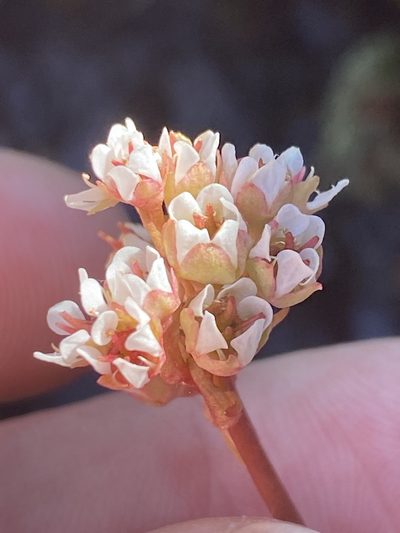 Micranthes texana, photographed by Alan Weakley