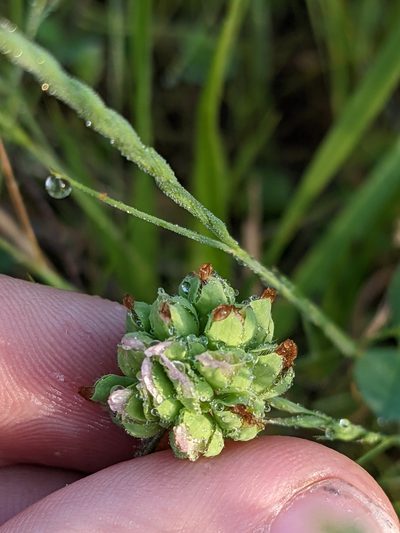 Trifolium bejariense, photographed by Eric Knight