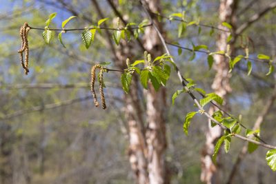 Betula nigra, photographed by Shawn Taylor
