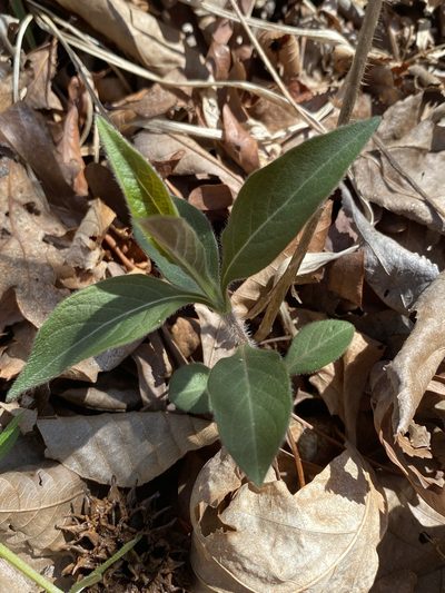 Triosteum angustifolium, photographed by Alan Weakley