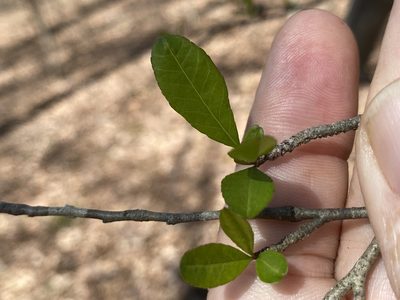 Ilex decidua, photographed by Alan Weakley