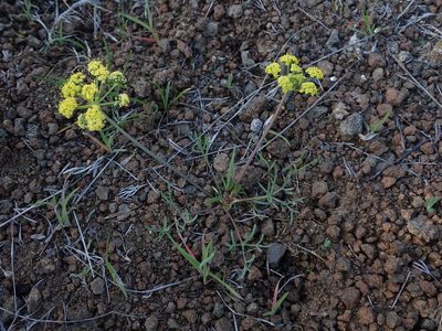 Lomatium farinosum, photographed by Nolan Exe