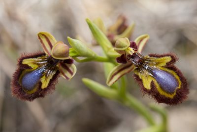 Ophrys speculum, photographed by Tim Johnson