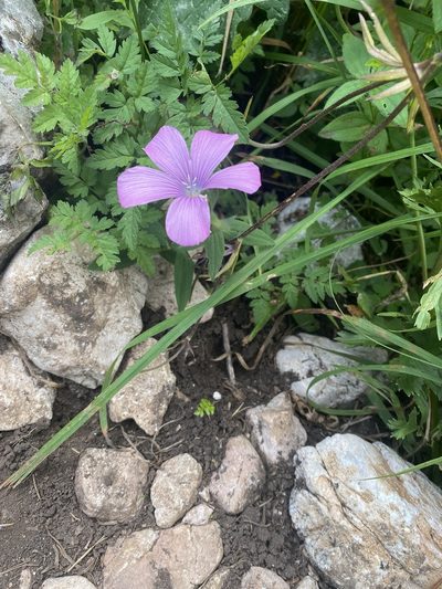 Linum hypericifolium, photographed by Илья Руденко