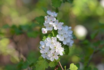 Crataegus marshallii, photographed by Amber M. King