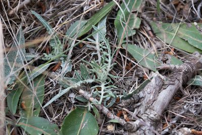 Leuzea conifera, photographed by Tim Johnson