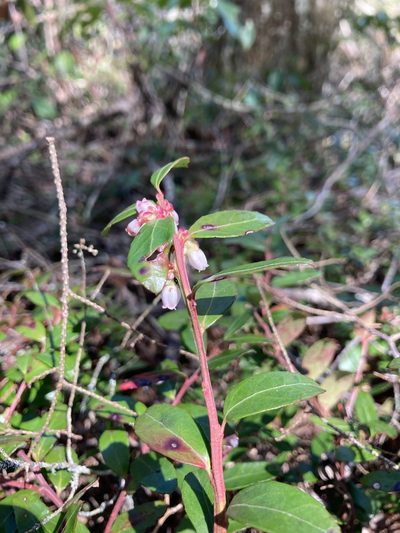 Gaylussacia brachycera, photographed by Shelby Lyn Sanders