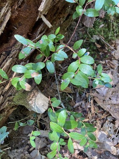Gaylussacia brachycera, photographed by Shelby Lyn Sanders