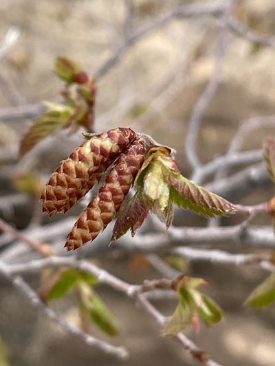 Ostrya knowltonii, photographed by Robbie Hannawacker