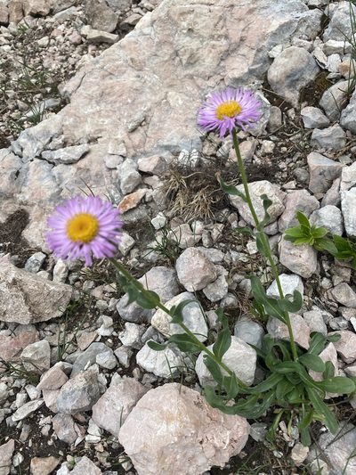 Erigeron caucasicus, photographed by Илья Руденко