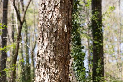 Betula nigra, photographed by Shawn Taylor