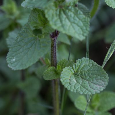 Stachys ocymastrum, photographed by Tim Johnson