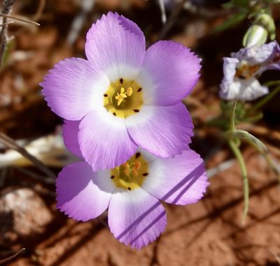 Linanthus dianthiflorus, photographed by desertnaturalist