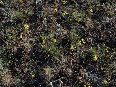 Lomatium farinosum, photographed by Nolan Exe