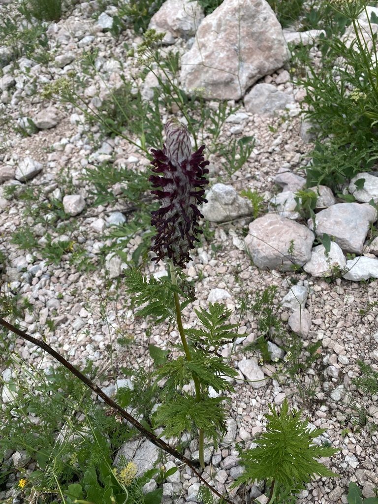 Pedicularis atropurpurea, photographed by Илья Руденко