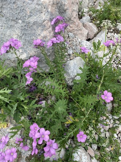 Linum hypericifolium, photographed by Илья Руденко