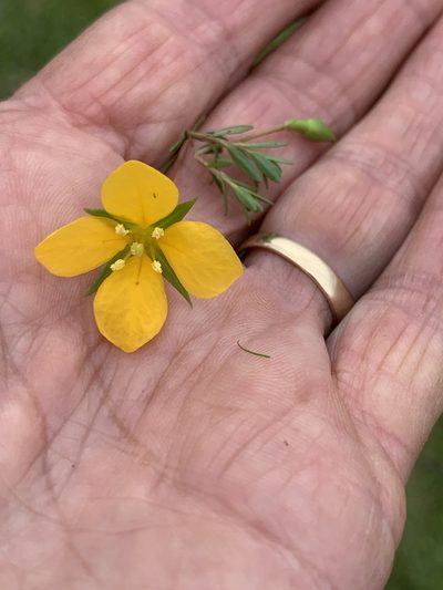Ludwigia arcuata, photographed by Claire Herzog